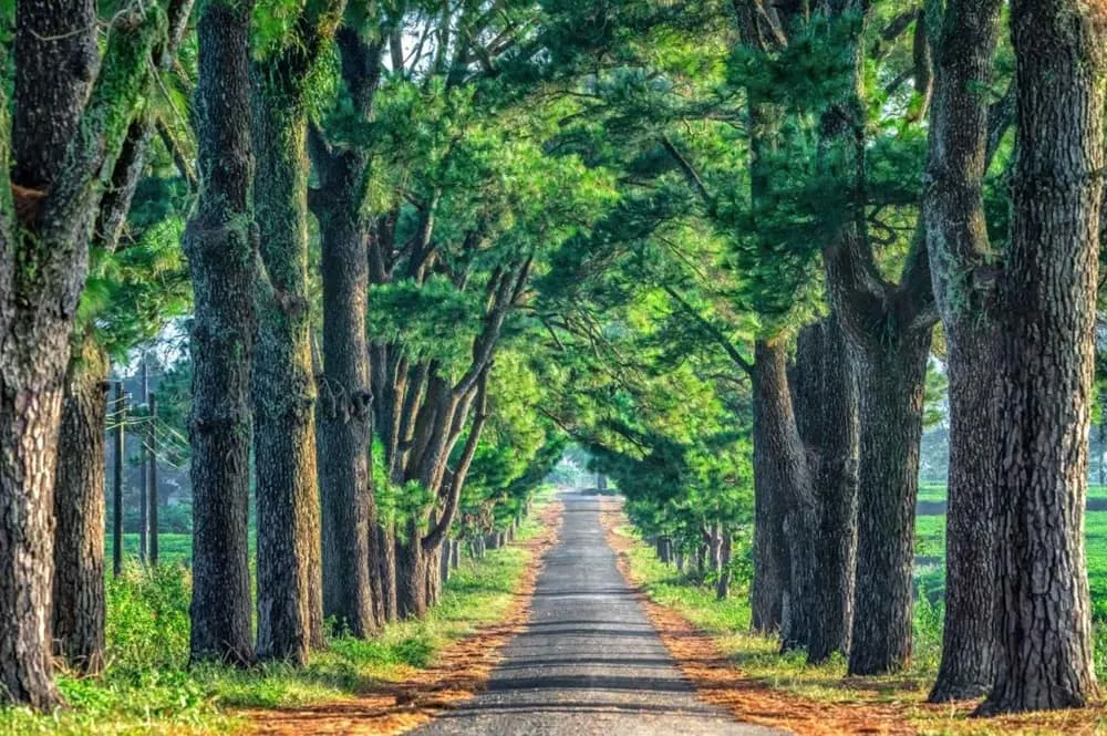 Hàng thông trăm tuổi thơ mộng dẫn vào đồi chè Biển Hồ Pleiku