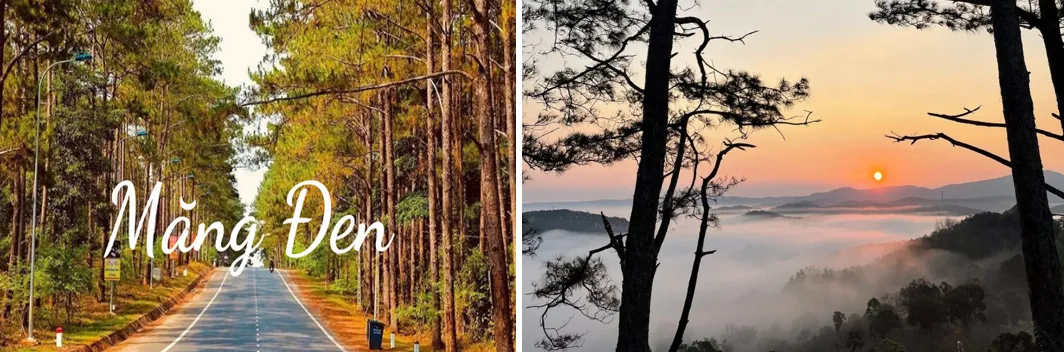 Con đường thông dẫn lối săn mây huyền ảo ở Măng Đen