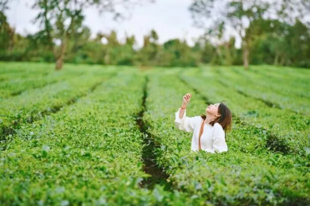 Đồi chè xanh ngút ngàn tại Biển hồ chè Gia Lai dưới bầu trời xanh