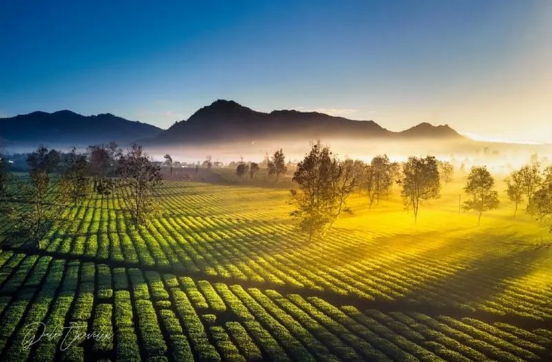 Những luống chè xanh mướt trải dài trên đồi chè Biển Hồ Gia Lai