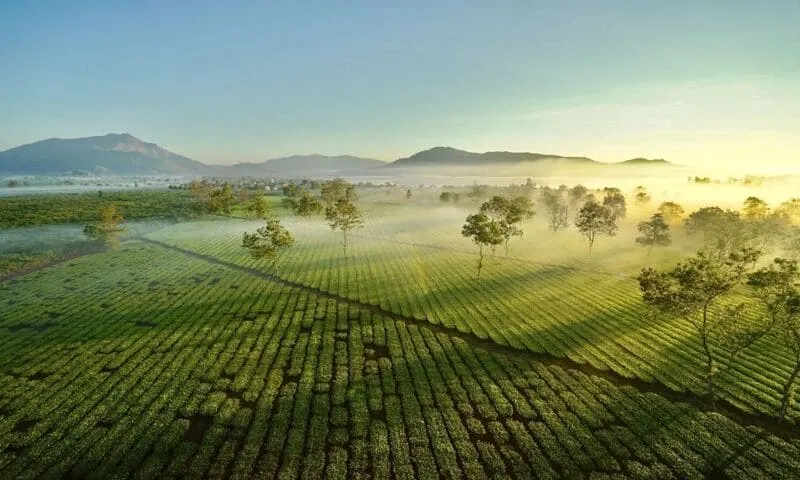Đồi chè bạt ngàn tại Biển Hồ Chè Pleiku, điểm check-in du lịch bụi Gia Lai