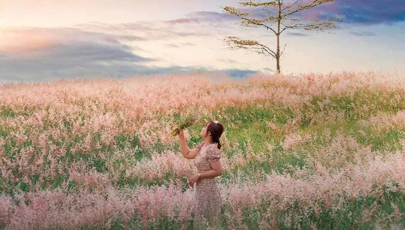 Đồi cỏ hồng Chư Sê thơ mộng, điểm đến mùa cuối năm cho dân du lịch bụi Gia Lai