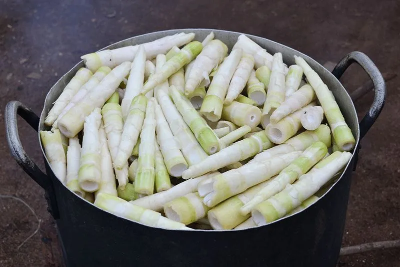 Măng rừng Gia Lai tươi ngon đặc sản núi rừng