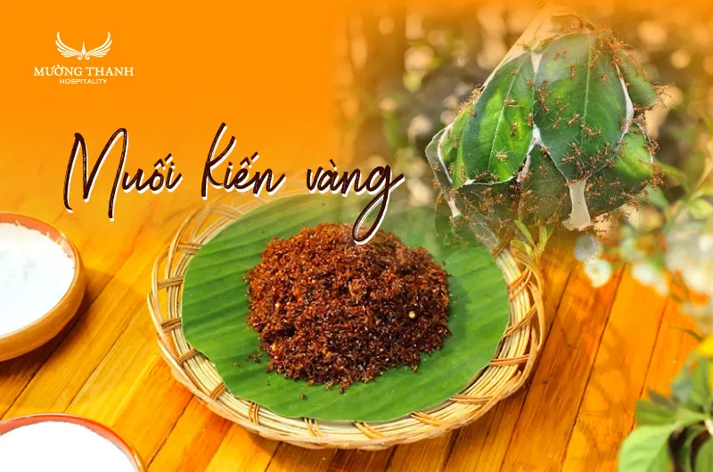 Hũ muối kiến vàng đặc sản Gia Lai độc đáo