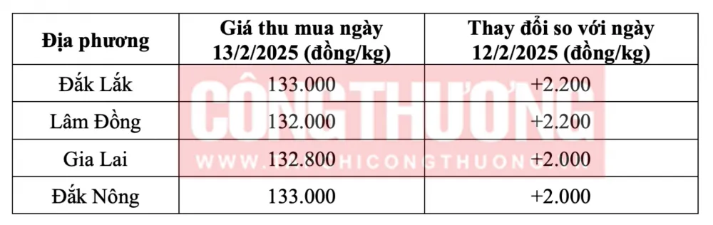 Cập nhật giá cà phê Robusta tại các tỉnh Tây Nguyên ngày 13/5/2025