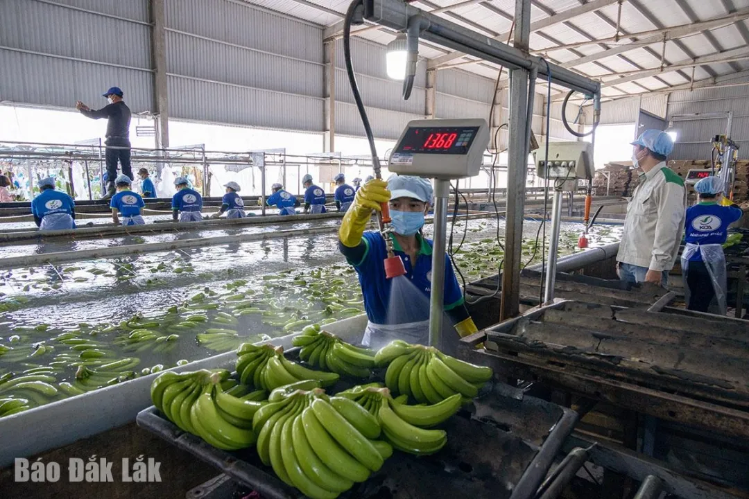 Công nhân chế biến chuối xuất khẩu tại xã Vụ Bổn, huyện Krông Pắc, thể hiện tiềm năng nông nghiệp và công nghiệp chế biến của Đắk Lắk