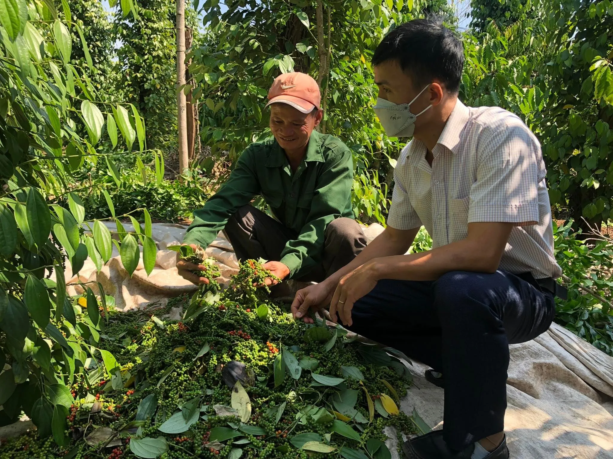 Giá tiêu hôm nay 5/5/2025 ổn định tại thị trường trong nước