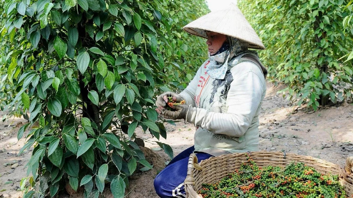 Cận cảnh hạt tiêu đen khô chất lượng cao, minh họa cho thị trường tiêu Gia Lai ổn định ngày 9/5/2025