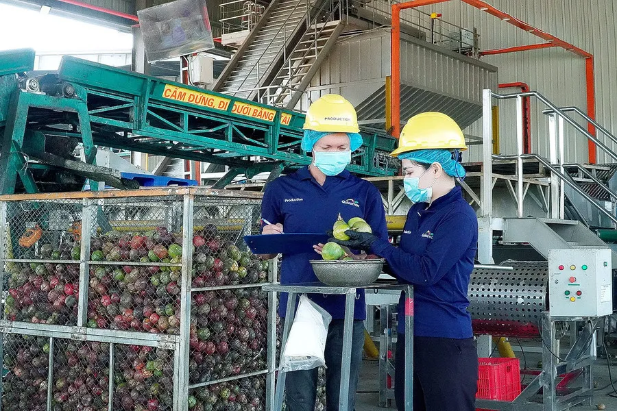 Công nhân Công ty TNHH Quicornac kiểm tra mẫu chanh dây, đảm bảo chất lượng sản phẩm trước khi đưa ra thị trường