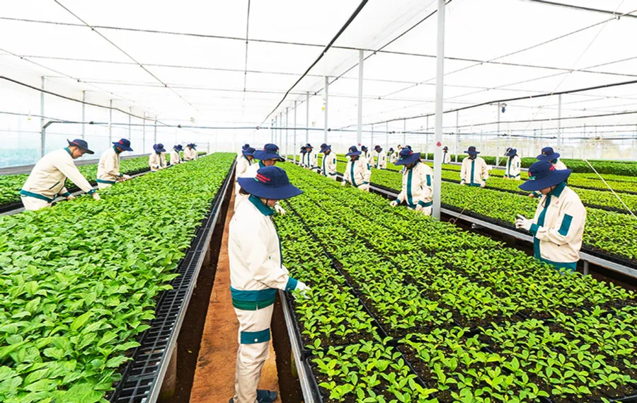 Vườn ươm cây giống chanh dây của Công ty Cổ phần Quốc tế Thông Đỏ với quy trình chăm sóc hiện đại, đảm bảo chất lượng cây giống